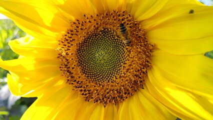 wunderschöne Sonnenblume mit fleissiger Biene, Nahaufnahme
