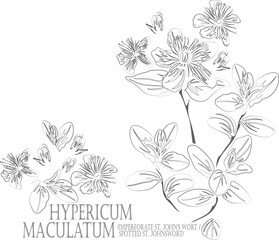 Imperforate St John's-wort, Spotted St. Johnswort flowers vector contour. Medicinal Hypericum maculatum plant outline. Set of Hypericum maculatum flowers in Line. Contour drawing of medicinal herbs