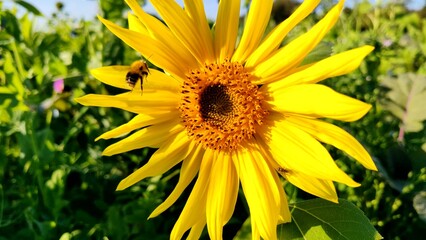 wunderschöne Sonnenblume mit fleissiger Biene, Nahaufnahme

