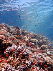 red sea fish and coral reef