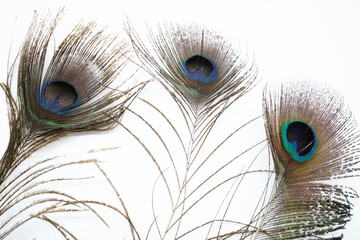 Obraz premium クジャクの羽のイメージ素材