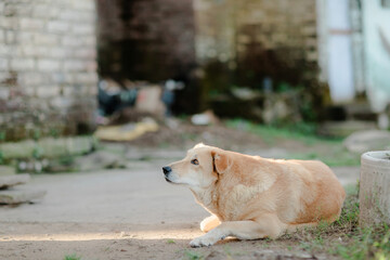 golden retriever dog