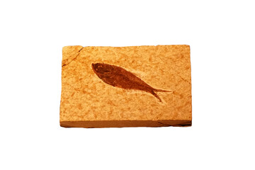 Herring Fish fossil on sandstone from the Eocene Epoch isolated on white background. 