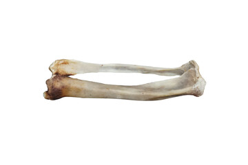 Fototapeta premium Tibia and Fibula bone of True seal isolated on white background.