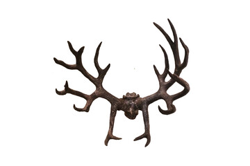 Antlers of Schomburgk's deer isolated on white background.