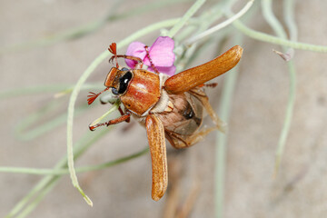 Anoxia sp. dung beetle opening wings at the top of a flower under the sun