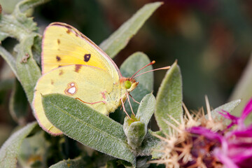 Clouded yellow butterfly, Colias crocea, posed on a green plant under the sun