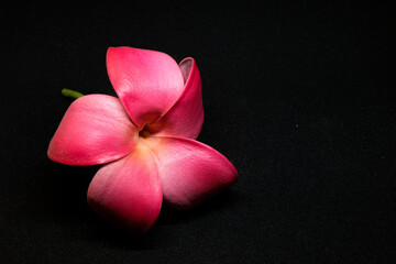 Obraz na płótnie Canvas Pink tiara flower on black background