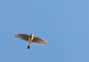 Eurasian Skylark, Alauda arvensis