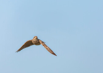 Eurasian Skylark, Alauda arvensis