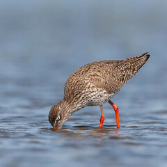 Common Redshank, Tringa totanus