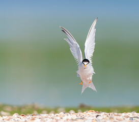 Little Tern, Sternula albifrons