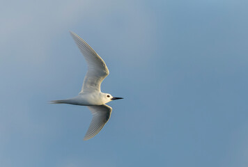 Indo-pacific White tern, Gygis (alba) candida