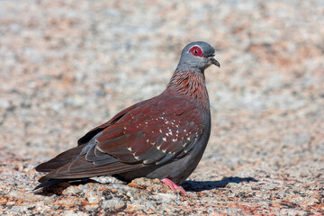 Speckled Pigeon, Columba guinea phaeonota