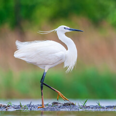 Little Egret, Egretta garzetta