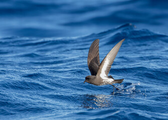 New Zealand Storm Petrel, Fregetta maoriana