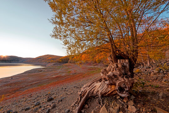 Alte Hudebuchen, Rotbuche (Fagus sylvatica), Herbst, Hallohwald, Nationalpark Kellerwald-Edersee, Hessen, Deutschland, Europa