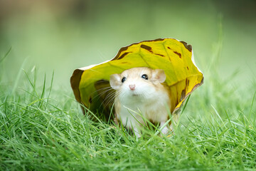 Gerbils are very popular pets because they are cute, clean, and not aggressive.