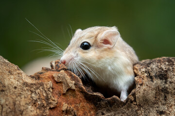 Gerbils are very popular pets because they are cute, clean, and not aggressive.