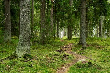 Obraz premium Scenic view of a pathway through a lush forest