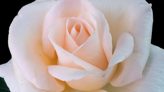 Timelapse of pink rose flower blooming on black background. Blooming rose flower open, time lapse, close-up. Wedding backdrop, Valentine's Day concept. 4K UHD video timelapse