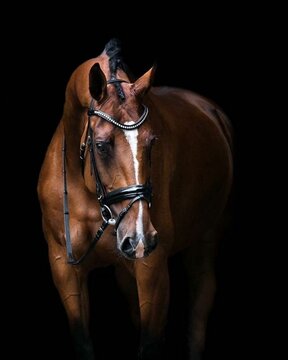 Elegant horse portrait on black backround. horse head isolated on black. Portrait of stunning beautiful horse isolated on dark background. horse portrait close up on black background. Studio shot . © mamo studios