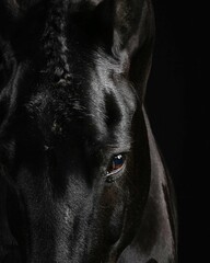 Elegant horse portrait on black backround. horse head isolated on black.
Portrait of stunning beautiful horse isolated on dark background.
 horse portrait close up on black background. Studio shot .