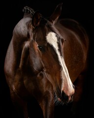 Obraz premium Elegant horse portrait on black backround. horse head isolated on black. Portrait of stunning beautiful horse isolated on dark background. horse portrait close up on black background. Studio shot .