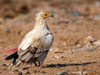 egyptian vulture 