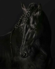 Elegant horse portrait on black backround. horse head isolated on black.
Portrait of stunning beautiful horse isolated on dark background.
 horse portrait close up on black background. Studio shot .