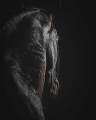 Elegant horse portrait on black backround. horse head isolated on black.
Portrait of stunning beautiful horse isolated on dark background.
 horse portrait close up on black background. Studio shot .