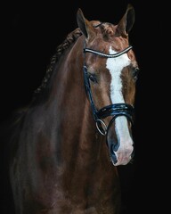 Fototapeta premium Elegant horse portrait on black backround. horse head isolated on black. Portrait of stunning beautiful horse isolated on dark background. horse portrait close up on black background. Studio shot .