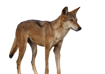  wolf or fox or(Coyote). on a white background
