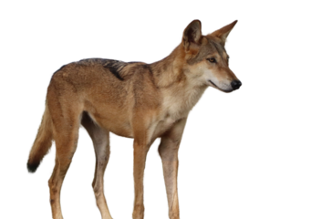  wolf or fox or(Coyote). on a white background