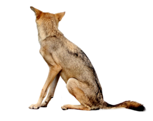  wolf or fox or(Coyote). on a white background