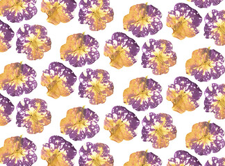 Floral pattern of pressed petunia flowers on a white background. Floral background. Pattern of...