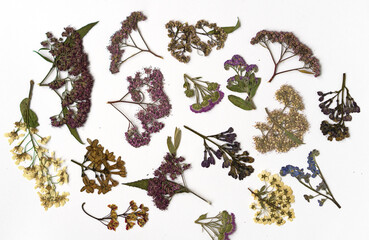 Dried branches of inflorescences on a white background. Pressed floristry. Handmade.