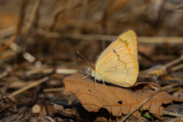 large salmon colored butterfly, Large Salmon Arab, Colotis fausta