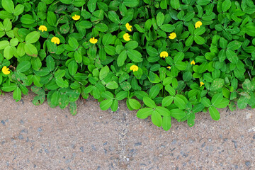 Arachis Pintoi or Pinto Peanut on cement floor, copy space