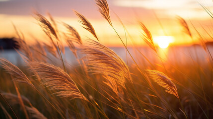 Vibrant sunset casting a golden glow on lush, swaying grass in a serene landscape.