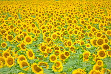 向日葵　ひまわり　ヒマワリ　岡山　笠岡ベイファーム