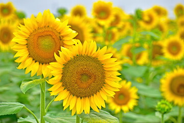 向日葵　ひまわり　ヒマワリ　岡山　笠岡ベイファーム
