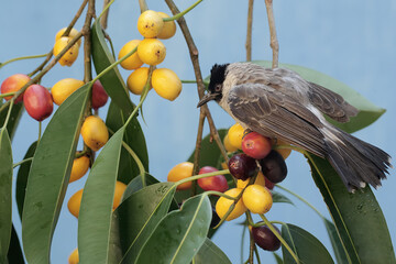 A sooty-headed bulbul is eating ripe Ficus glabella fruit on a tree. This bird has the scientific...