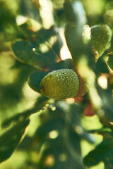 Dew covered acorn in sunlight. High quality photo
