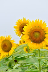 Fototapeta premium 向日葵 ひまわり ヒマワリ 岡山 笠岡ベイファーム