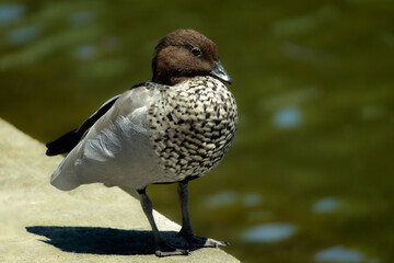 Little brown swan near the lake