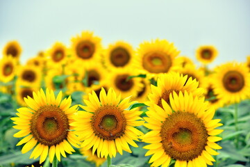 向日葵　ひまわり　ヒマワリ　岡山　笠岡ベイファーム