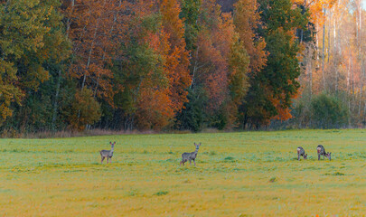 Obraz na płótnie Canvas Wild animals in the field in autumn. Nature background with deer bucks