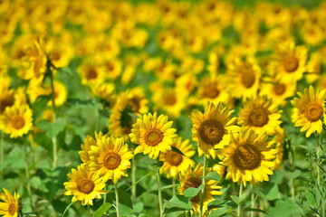 むつみひまわりロード　山口　向日葵　ひまわり　ひまわり畑　夏