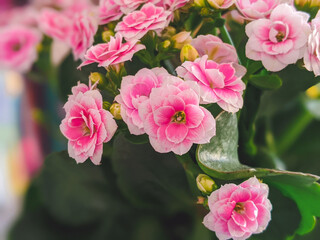 Obraz premium Kalanchoe flowers close-up. Kalanchoe Blossfeld, a flowering Kalanchoe plant with numerous pink double flowers, similar to small roses against a background of green leaves.